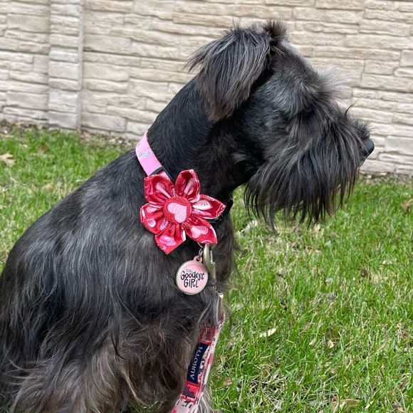 Pet Bowtie - Picture 3 of 3